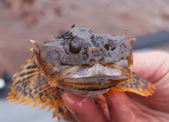 Myoxocephalus scorpius