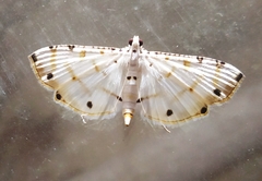 Pycnarmon cribrata