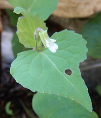 Viola canadensis