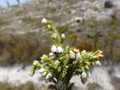 Erica imbricata