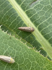 Graphocephala appropinquans