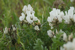 Oxytropis sordida
