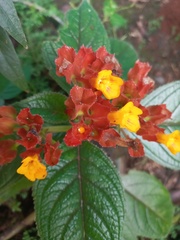 Chrysothemis