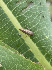 Graphocephala appropinquans