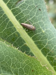 Graphocephala appropinquans