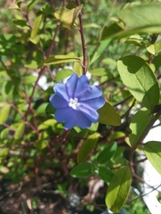 Evolvulus glomeratus