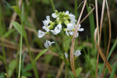 Cochlearia officinalis