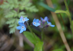 Myosotis sylvatica
