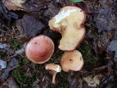 Chalciporus rubinellus