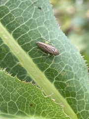 Graphocephala appropinquans