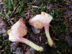 Chalciporus rubinellus