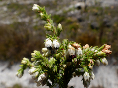 Erica imbricata