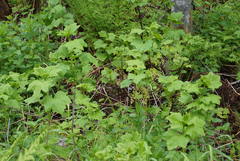 Ribes rubrum