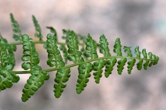 Asplenium obovatum