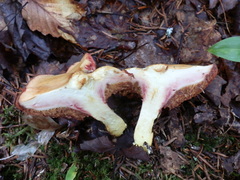 Chalciporus rubinellus