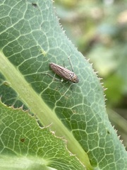 Graphocephala appropinquans