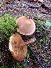 Chalciporus rubinellus