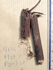 Xylaria allantoidea
