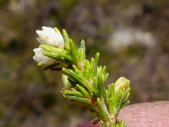 Erica imbricata