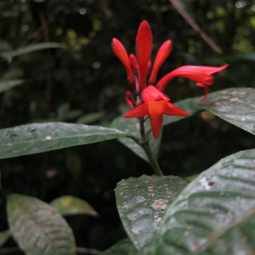 Graptophyllum glandulosum
