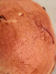 Chalciporus rubinellus