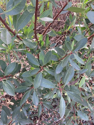 iNaturalist observation photo of Toyon