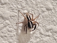 Plexippus paykulli