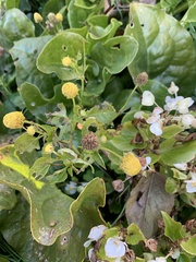 Matricaria discoidea