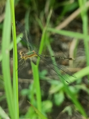Lestes elatus