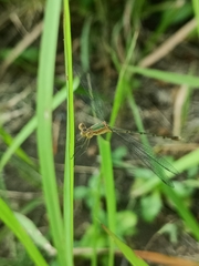 Lestes elatus