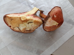 Chalciporus rubinellus