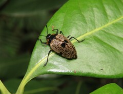 Cypherotylus annulipes