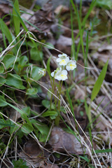 Pinguicula alpina