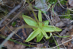 Pinguicula alpina