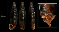 Clausilia rugosa parvula