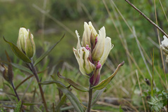 Castilleja lapponica