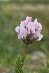 Oxytropis sordida