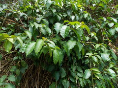 Trichostigma octandrum