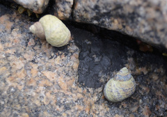 Littorina saxatilis