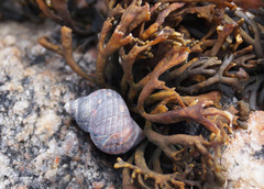 Littorina saxatilis