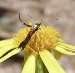 Aetole unipunctella