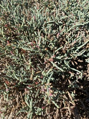 Salicornia