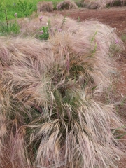 Aristida jubata