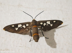 Amata cyssea