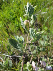 Anisodontea scabrosa