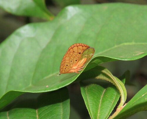 Oeda hamulata