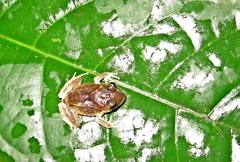 Craugastor megacephalus