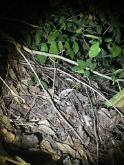 Rieppeleon kerstenii