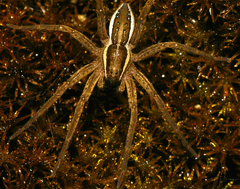 Dolomedes