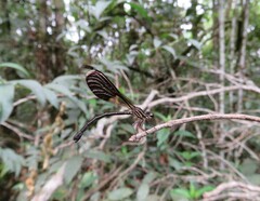 Chalcopteryx rutilans